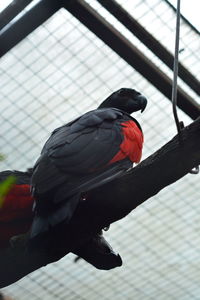 Close-up of parrot perching on metal