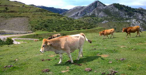 Cows grazing on field against mountains