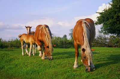 Horses grazing on field