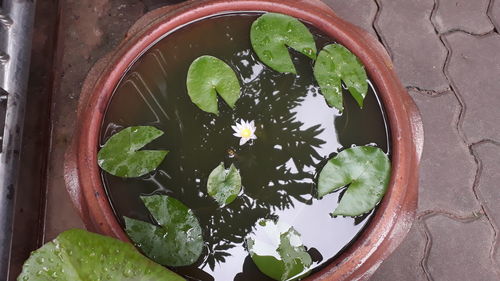 High angle view of potted plant floating on water