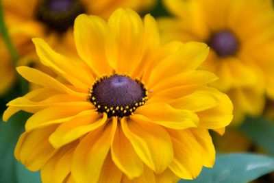 Close-up of yellow flower