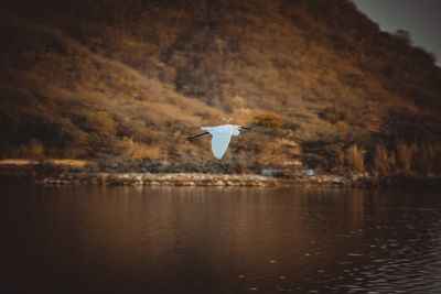 Bird flying over a lake