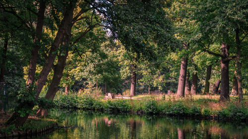 Trees by lake in forest