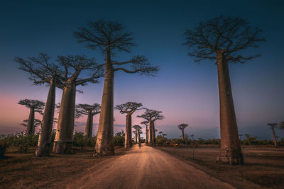 Palm trees on field against sky