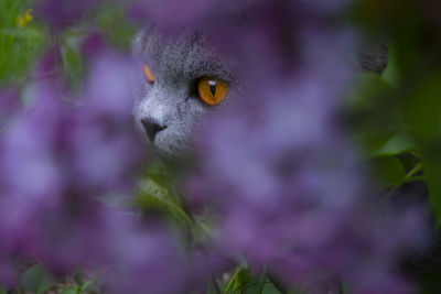 Close-up portrait of a cat