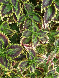 High angle view of plants on field