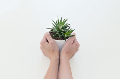 Midsection of woman holding plant against white background