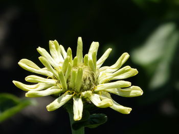 Close-up of flowering plant