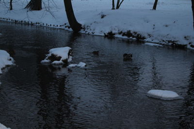 Swan swimming in lake