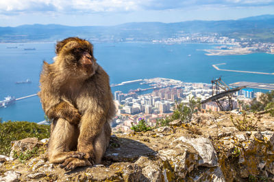 Monkey on cliff in gibraltar