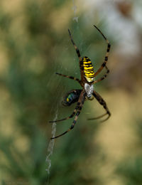 Close-up of spider on web