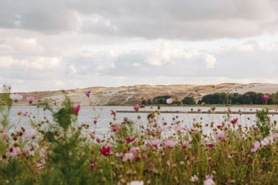 Scenic view of flowering plants against cloudy sky