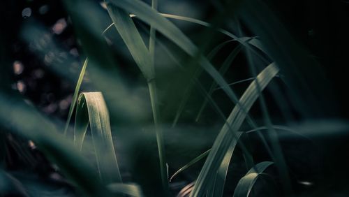 Close-up of fresh plants in water