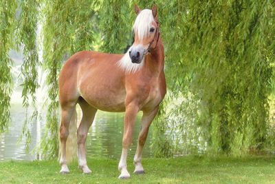 Horse standing in a park