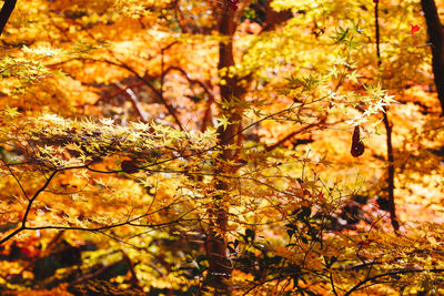 Close-up of yellow maple leaves on tree