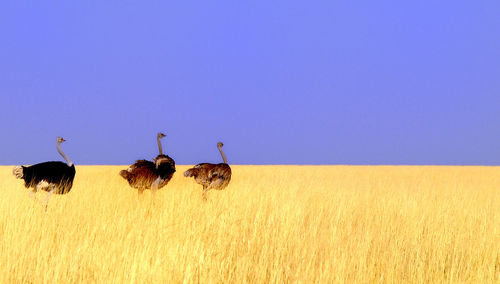 Ostrich running on landscape