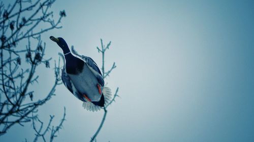 Low angle view of bird perching against clear sky