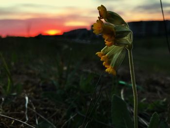 Close-up of yellow flowering plant on field during sunset