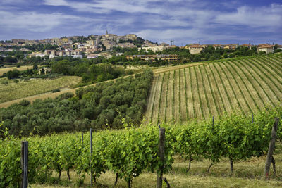 Scenic view of vineyard against sky