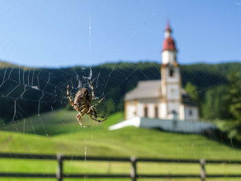 Close-up of spider on web