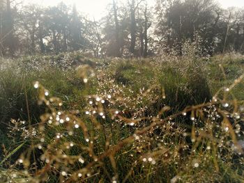 Water drops on plants during rainy season