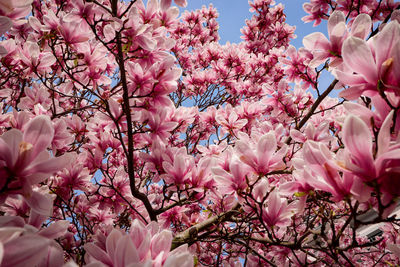 Close-up of white cherry blossom