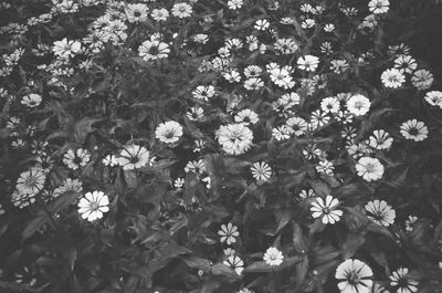 High angle view of flowering plants on field