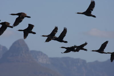 Low angle view of birds flying against sky