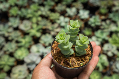 Close-up of hand holding potted plant