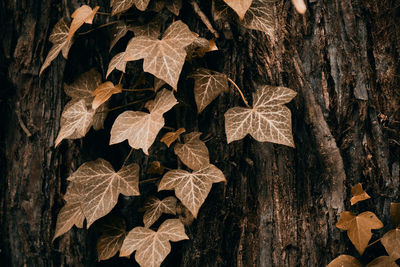 Close-up of ivy leaves on tree
