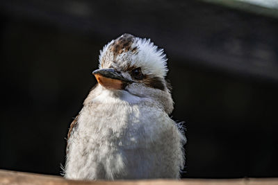 Close-up of bird perching outdoors