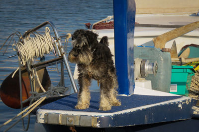 View of dog on boat