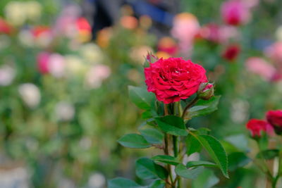 Close-up of red flowering plant