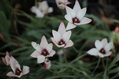 Close-up of white flowers blooming outdoors