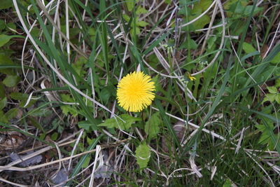 Close-up of yellow flowering plant on field