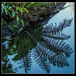 Reflection of trees in water