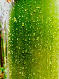 Close up of green plant