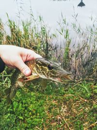 Close-up of hand holding dead fish by lake