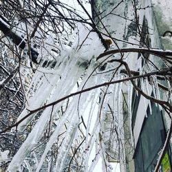 Close-up of snow covered plants against trees