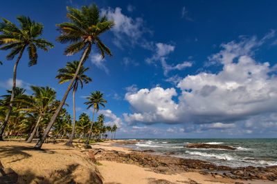 Palm trees on beach against sky