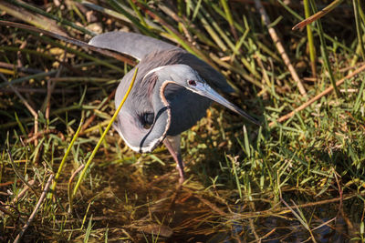 View of a bird on field