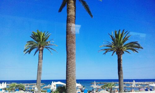 Palm trees on beach