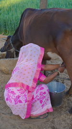horse