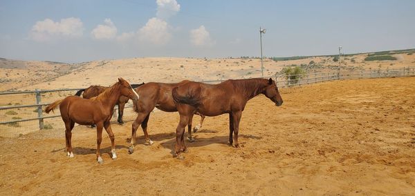 Horses standing in ranch against sky