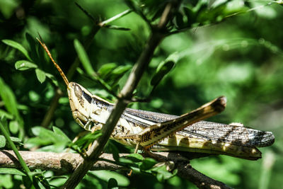 Close-up side view of insect on plant