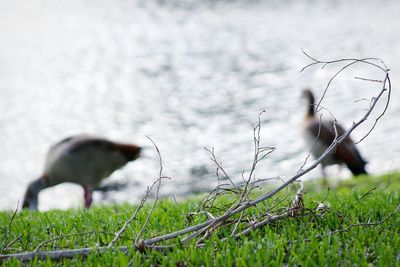 Close-up of bird on field