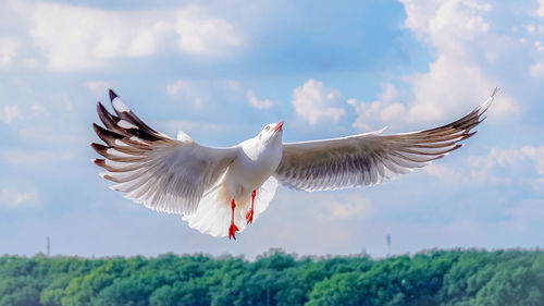 Low angle view of seagulls flying against sky