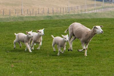 Sheep in a field