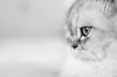 Close-up portrait of a cat