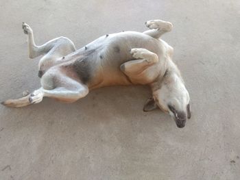 High angle view of a dog sleeping